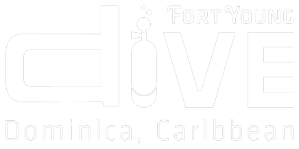 Fort Young Dive