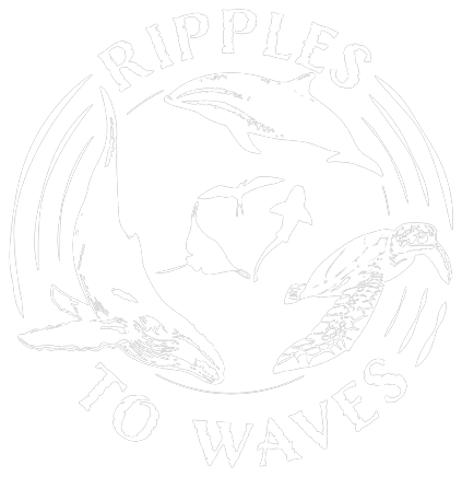 Ripples to Waves